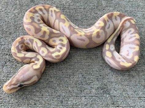 Mojave Ball Python, Pastel Ball Python, Pet Snakes, Danger Noodles, Snake Photos, Era Aesthetic, Python Regius, Healing Era, Pretty Snakes