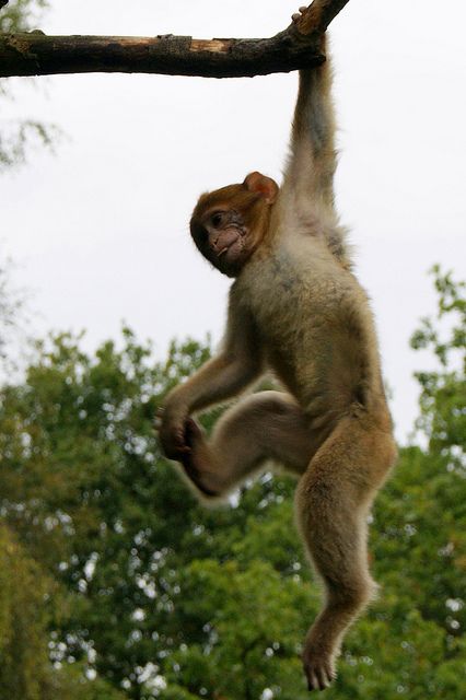 Monkey Hanging From Tree, Monkey Pose, Monkey Hanging, Tree Monkey, Monkey World, Hanging Monkey, Body Diagram, Monkey Wallpaper, Monkey Forest