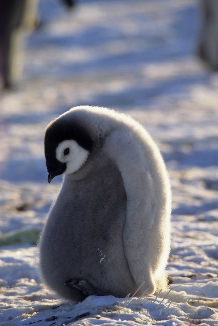 Emperor Penguin (Aptenodytes forsteri) chick. Atka Bay, Antarctica Cafeteria Kitchen, Bad Bad, Emperor Penguin, Nursing Homes, Baby Penguins, Restaurant Kitchen, Cute Penguins, Current News, Cute Animal Pictures