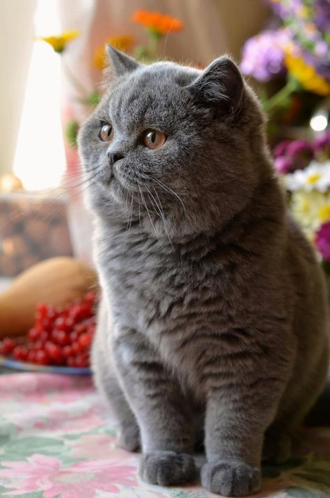 British Cats, British Blue Cat, Chartreux Cat, British Shorthair Cats, Gray Cat, Gorgeous Cats, Cat Pose, British Shorthair, Cute Cats And Kittens