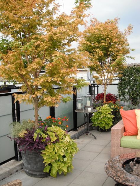 Potted Trees Patio, Container Trees, Terrace Design Ideas, Roof Garden Design, Patio Trees, Low Water Gardening, Contemporary Garden Design, Tree Planters, Contemporary Patio