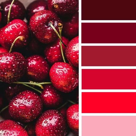 Red cherries. Red Color Pallets, Black Cherry Color, Palettes Color, Cherry Red Color, Cherry Color, Red Color Schemes, Red Colour Palette, Color Schemes Colour Palettes, Palette Ideas