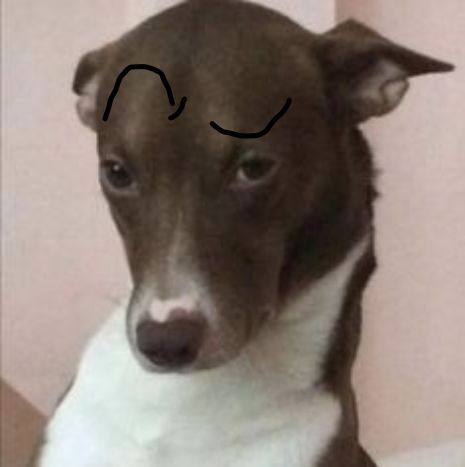 Dog With Eyebrows, Bullet Journal School, Eyebrows, Memes, Dogs, Animals, Quick Saves