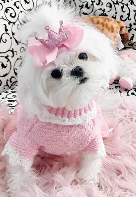 Doggy Lucu, Best Dog Costumes, Dog Clothes Patterns Sewing, Shitzu Dogs, Dog Mommy, Super Cute Puppies, Tiny Puppies, Cute Little Puppies, Maltese Puppy