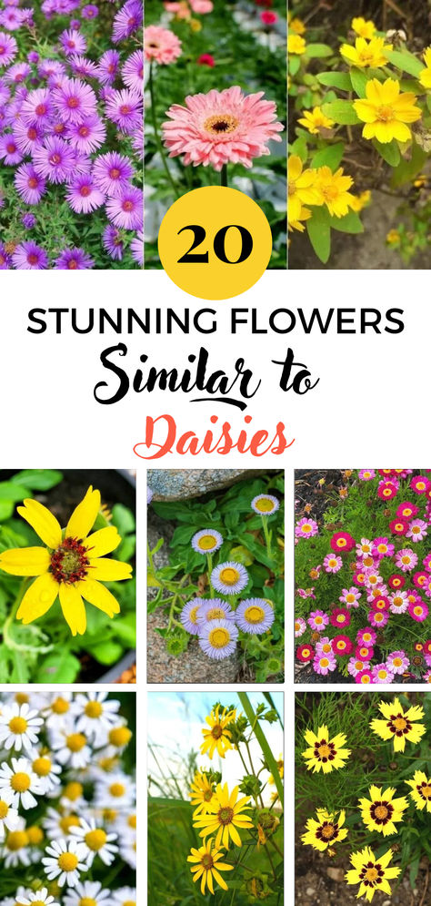 20 Stunning Flowers Similar to Daisies Daisy Like Flowers, Shasta Daisy Companion Plants, Daisy Varieties, Informal Gardens, Lilly Garden, Daisy Plant, Bed Layout, Innocent Beauty, Wild Daisies