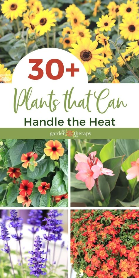 Sun Tolerant Flowers, Plants That Grow In Full Hot Sun, Plants For Heat And Sun, Flowers That Love Sun And Heat, Plants That Love The Sun And Heat, Sun Resistant Plants, Plants That Flower All Summer, Sun Tolerant Plants Landscapes, Summer Plants Full Sun