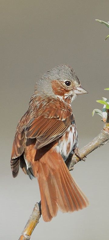 Fox Sparrow, Isabella Boylston, Red Sparrow, List Of Birds, Colourful Birds, World Birds, Bird Photos, Wild Beauty, Sparrows