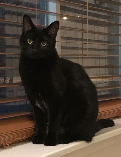 Black Cat Pictures, Fluffy Black Cat, Black Cat Sitting, Black Cat Aesthetic, Pets 3, A Black Cat, Black Kitten, Cute Black Cats, Sitting Pretty