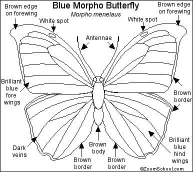 www.enchantedlearning.com paint subjects butterfly activities printouts morphoprintout.shtml Butterfly Body Parts, Morpho Azul, Drawing Butterflies, Morpho Menelaus, Butterfly Line Drawing, Ulysses Butterfly, Butterfly Facts, Butterfly Art Painting, Blue Morpho Butterfly