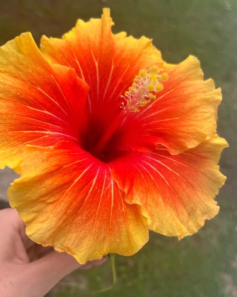 Orange hibiscus flower tropical floral pretty Hibiscus Arrangement, Hibiscus Flower Orange, Honolulu Flower, Hibiscus Flower Aesthetic, Orange Hibiscus Flower, Yellow Hibiscus Flower, Fav Flower, Pretty Flowers Pictures, Orange Hibiscus