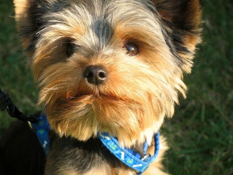 Yorkie Cuts, Yorkie Poo Puppies, Morkie Puppies For Sale, Yorkie Hairstyles, Yorkie Haircuts, Morkie Puppies, Yorkie Puppy For Sale, Teacup Yorkie Puppy, Teacup Puppies For Sale