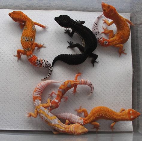 Designer Leopard Geckos- Firefox, Black night, Firefox enigma , albino Zorro mandarin designer, wy g Project, Firefox albino enigma. Gecko Morphs, Leopard Gecko Cute, Leopard Gecko Morphs, Cute Gecko, Cute Lizard, Leopard Geckos, Cute Reptiles, Black Night, Chameleons