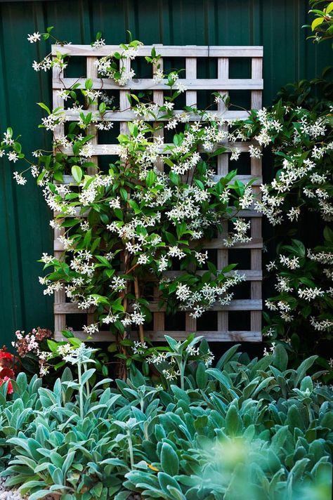 Fast Growing Climbers, Hydrangea Petiolaris, Trachelospermum Jasminoides, Plant Structure, Diy Garden Trellis, Climbing Flowers, Growing Vines, Climbing Hydrangea, Diy Trellis