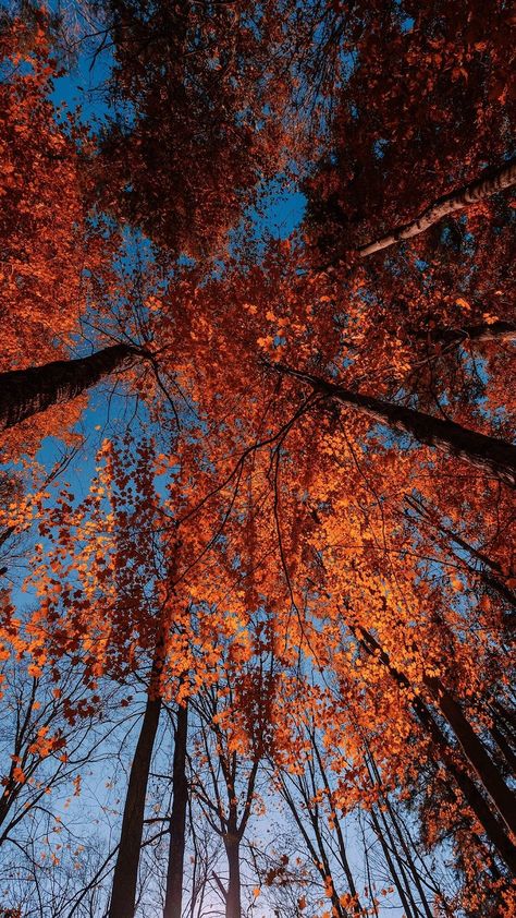 Orange Portrait, Sky Scenery, Autumn Blue, Free Wallpaper Backgrounds, Fall Trees, Iphone Wallpaper Hipster, Red Leaves, Tree Wallpaper, More Wallpaper