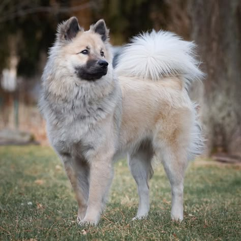 Eurasier Puppy, Eurasian Dog, Eurasier Dog, Dog Types, Every Dog Breed, Dog Breeds Medium, Dogs Breeds, Dog Camping, Free Card