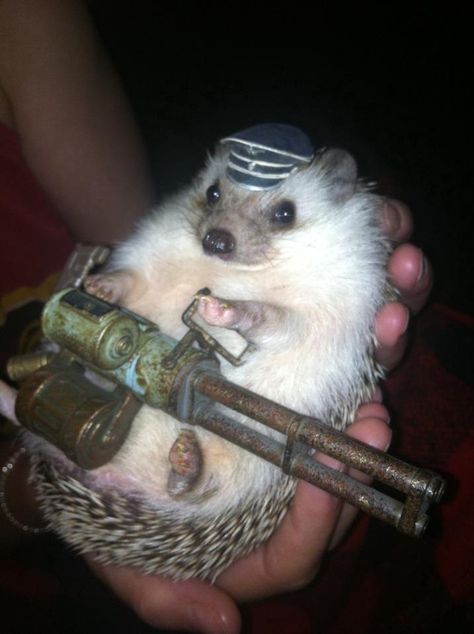 Sonic has red shoes, this hedgehog has a Gatling gun. Hedgehog Pet, A Hedgehog, A Soldier, Cute Hedgehog, Silly Animals, Animal Photo, Gothic Lolita, Cute Little Animals, 귀여운 동물