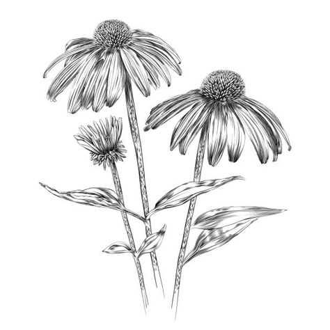 Echinacea Botanical Illustration, Echinacea Drawing, Echinacea Tattoo, Printable Drawings, Flower Outline, Plant Vector, Hand Drawn Vector Illustrations, Leg Tattoo, Paper Background Texture