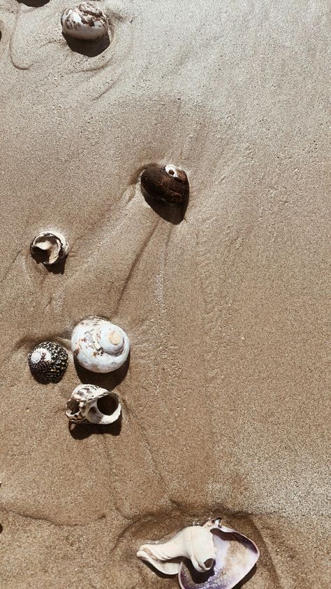 Beach Shells Aesthetic, Shells Aesthetic, Pearls Aesthetic, Shells Beach, Beach Shells, Vsco Aesthetic, Pearl Beach, Beach Photos, Bali