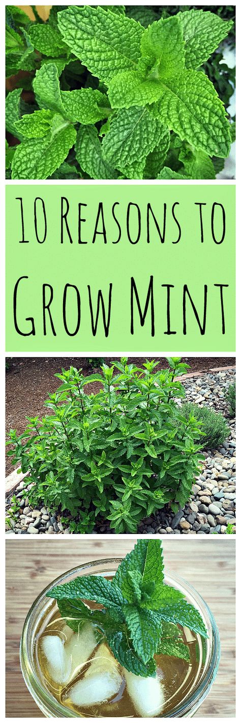 Grow Mint, Growing Mint, Mint Plants, Hydroponic Gardening, Don't Be Afraid, Veggie Garden, Growing Food, Edible Garden, 10 Reasons