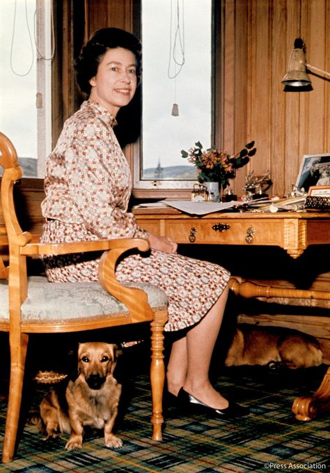 British Monarchy on Twitter: Queen Elizabeth with her dogs in her study at Balmoral Castle, 1972 Sandringham House, Royal Family House, Crown Estate, Balmoral Castle, Princesa Charlotte, William E Kate, The Queen Of England, Scottish Homes, Rainha Elizabeth Ii