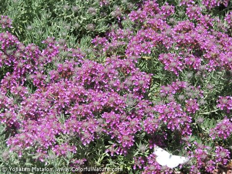 Teucrium Cossonii, Loam Soil, Dry Gardens, Pink Perennials, Rain Gardens, Client Board, Dry Garden, Rain Garden, Different Plants