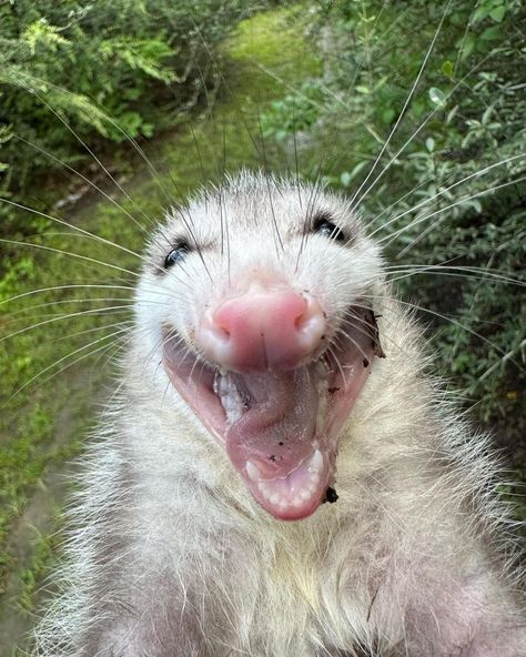 Baby Possum, Awesome Possum, Trash Panda, Pretty Animals, Little Critter, Silly Animals, Like Animals, Cute Animal Photos, Dog Drawing