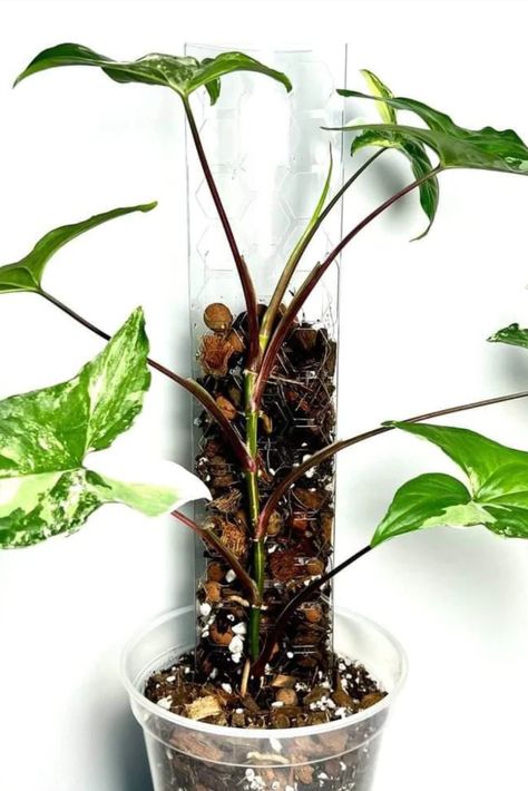 1) Soak your Spagnum moss in water 2) Create an appropriate length pole to fit your plant 🪴 (see link!) 3) Fill the cylinder with Spagnum Moss 4) Repot your plant of choice and add the pole! It's that easy to support your climbing plants to grow huge!!! Moss Stick For Plants, Creeper Plants, Plants Monstera, Creepers Plants, Inch Plant, Moss Pole, Plant Stakes, Plant Supports, Climbing Plants