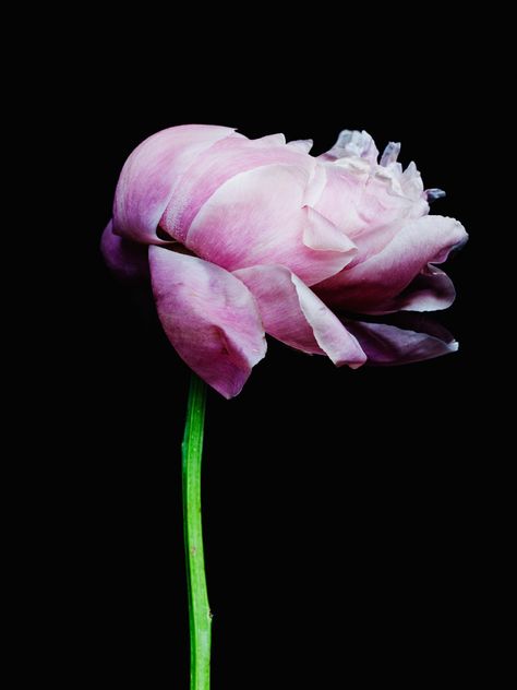 Decaying Flowers, Billy Kidd, Textile Inspiration, Alfred Stieglitz, Time Photography, Gardening Advice, Pattern Texture, Floral Photography, Floral Decoration