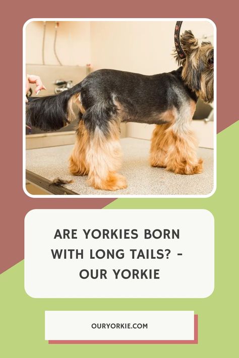 When you come along with a Yorkie, you notice their short tail, but have you ever wondered, are Yorkies born with long tails? Newborn Puppies, Yorkie Terrier, Yorkie Puppy, American Kennel Club, Aesthetic Look, Long Tail, Yorkshire Terrier, Have You Ever, Yorkie