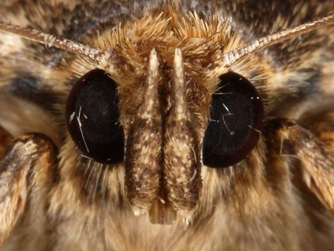 Moth Anatomy, Moth Face, Cute Moth, Face Anatomy, Face Reference, Arthropods, Creature Design, Macro Photography, Art Reference Poses