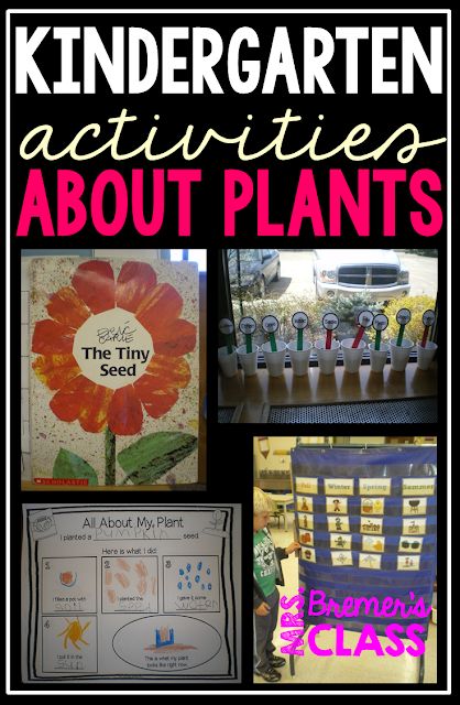 Lots of fun ideas and hands on activities for students to learn about plants. Includes planting seeds and recording observations! Perfect for a spring theme. K-1 #kindergarten #1stgrade #science #plants #plantunit #spring Plant Song, Learning About Plants, Science Plants, Plants Classroom, Plant Lessons, Spring Kindergarten, Plants Unit, Plant Activities, Activities For Students