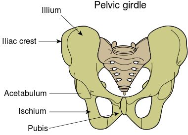 Anatomy Education, Pelvic Girdle, Bursitis Hip, Pelvic Bone, Hip Bone, Deep Squat, Body Joints, Muscle Anatomy, Pelvic Floor Muscles