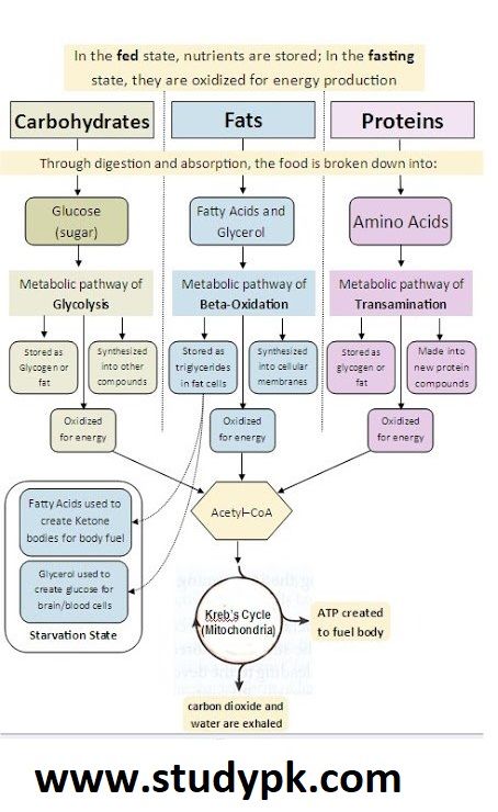 Carbohydrate Fat and Protein Metabolism Chart Cheat Sheet - StudyPK Physiology Notes, Metabolic Pathways, Biochemistry Notes, Science Revision, Medical Notes, Mcat Study, Motivasi Diet, Student Notes, Study Biology