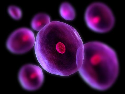 The cells of plants and animals have three main parts. 1. The cell wall is called the membrane. 2. The liquid inside the cell is called the cytoplasm. 3. The inner core of the cell is called the nucleus and holds the cell’s DNA. The DNA is a set of instructions telling cells what to do, how to build the body, and how to keep it healthy. (Sebastian Kaulitzki/ Shutterstock) Somatic Cell, Cell Division, Cell Therapy, Plant Cell, Regenerative Medicine, Cell Wall, Cell Regeneration, Home Health Care, Kids Discover