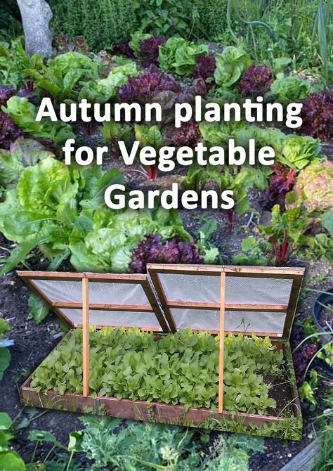 Most gardeners typically think about spring and summer when it comes to starting vegetables. However many do not realise that for some vegetables autumn is the best sowing period. Here I will summarise autumn planting for vegetable gardens. Autumn Gardening Uk, Garden Layout Vegetable, Fall Fruits, Veg Garden, Planting Vegetables, Garden Layout, Veggie Garden, Autumn Garden, Fruits And Vegetables