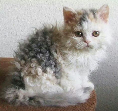 Curly Haired Cat, Curly Cat, Katt Grejer, Laperm, Selkirk Rex, Rex Cat, Söt Katt, Image Chat, Cute Kittens