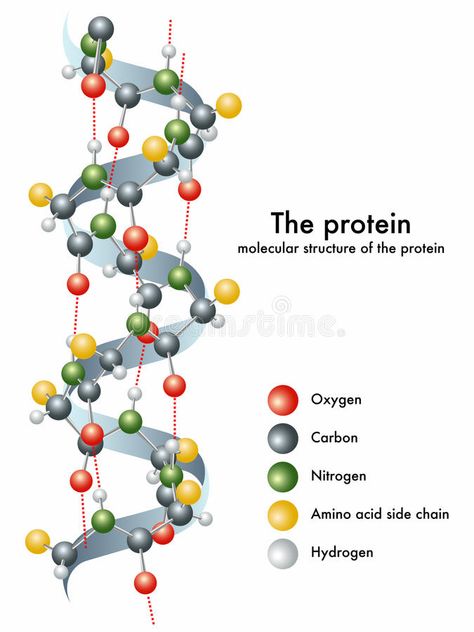 Protein royalty free illustration Protein Biology, Okra Health Benefits, Whole Plant Based Diet, High Protein Vegetables, Nutrition Classes, Effective Diet, Dna Repair, Diet Plans For Women, Complete Protein