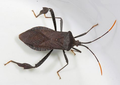 Leaf-footed bug (photo by cotinis) Leaf Footed Bug, Life List, Arthropods, Animal Crossing, Bugs, Insects, Animals, Quick Saves, Bugs And Insects