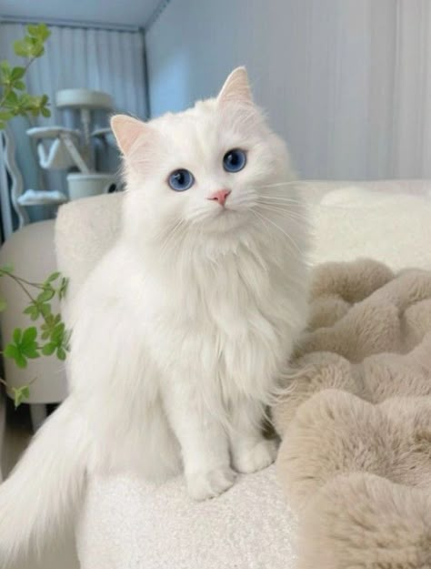 Cute White Cats, White Ragdoll Cat, Cutee Animals, Fluffy Kittens, Cute Little Kittens, Cute Cats Photos, Cat Pictures, Pretty Animals, White Cats