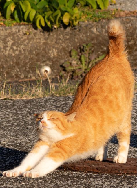 Cats Reference Photos, Cats Poses Reference, Cats Laying Down, Orange Fall Aesthetic, Cat Pose Reference, Cat Reference Photo, Stretching Cat, Cat Stretching, Cats Art Drawing