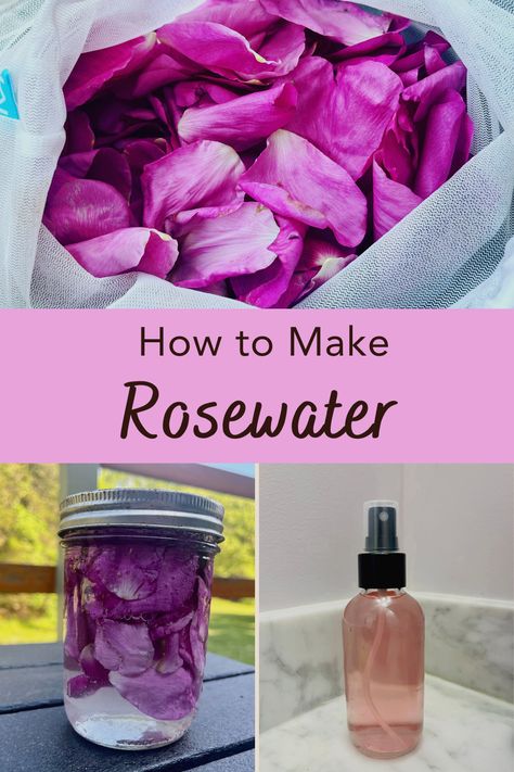 You can easily learn how to make rosewater at home. During May and June in the northeast, there are beautiful roses everywhere. If you are like me, you may wonder how you can preserve that wonderful smell for a longer period of time. Rosewater is the perfect way to do that. How To Make Rose Water, Home Made Rose Water, Rose Water Diy Toner, How To Make Rosewater Diy, How To Make Rosewater At Home, How To Make Rosewater, Homemade Rose Water Facial Toner, Diy Rose Water Toner, Making Rose Water