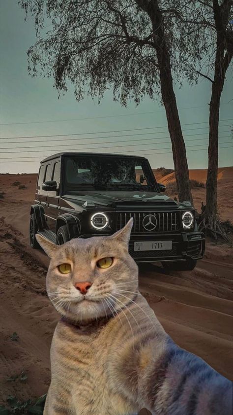 Acid Wallpaper, Cute Puppies And Kittens, Cat Profile, Funny Cat Wallpaper, Ronaldo Messi, Cat Selfie, Cool Car Pictures, Dog Selfie, Cat Icon