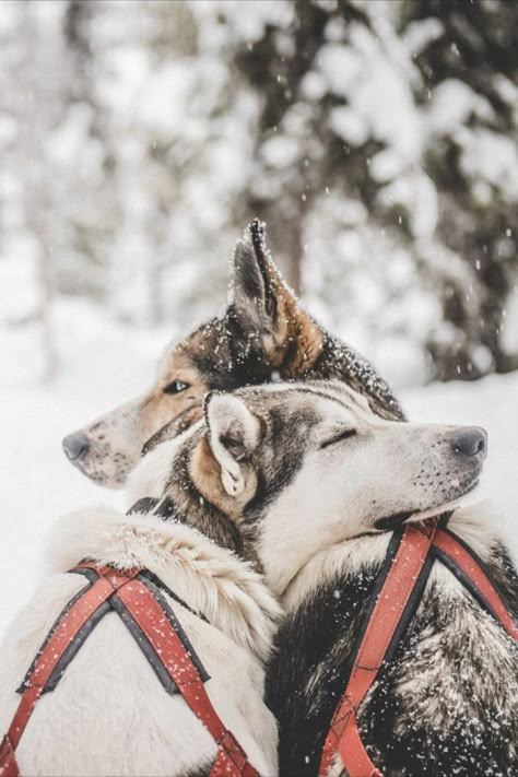 Dog sledding in Sweden Husky Sled, Huskies Sled, Dog Reference, Dogs Hugging, Winter Lovers, Dog Sled, Sled Dogs, Dog Sports, Cute Husky