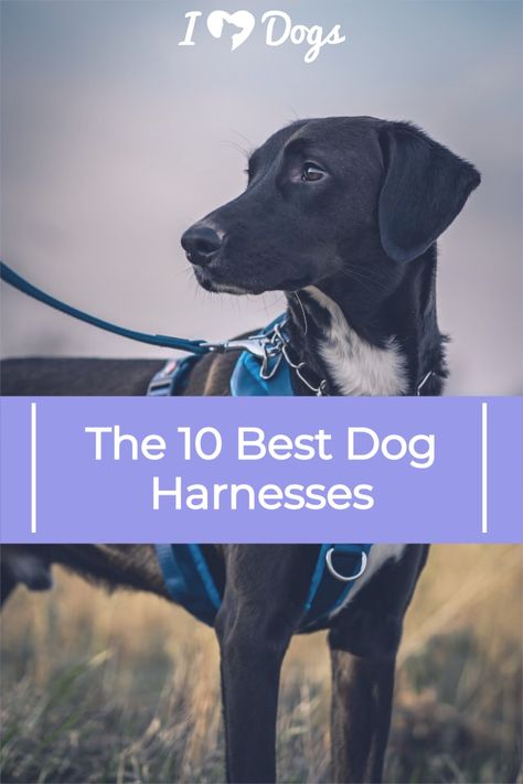 Looking for the best dog harness? We've got you and your pup covered with a comprehensive list that includes harnesses of all types. Best Dog Harness, Train Video, Walking Dog, Doodle Puppy, Dog Harnesses, Dog Training Techniques, Best Dog Training, Dog Adventure, Dog Safety