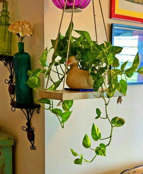 Money Plant Decor Indian, Money Plant Decor Ideas, Garden Ladder Ideas, Money Plant Decor, Water Plants Indoor, Garden Ladder, Indian Room Decor, Plant Pot Design, Diwali Decorations At Home