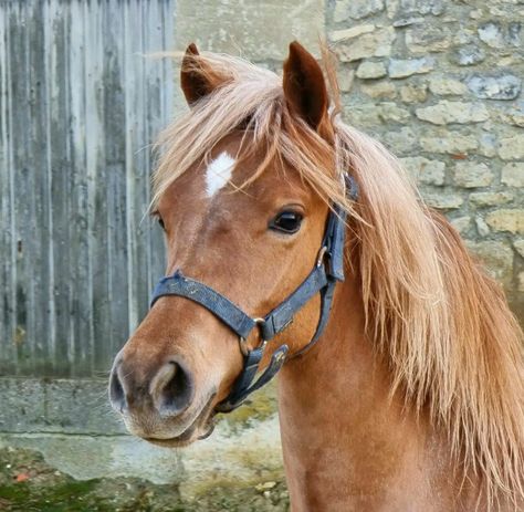 Flaxen chestnut Welsh cob filly Welsh Pony, Pony Breeds, Horse World, Pretty Horses, Ponies, Chestnut, Horses, Quick Saves