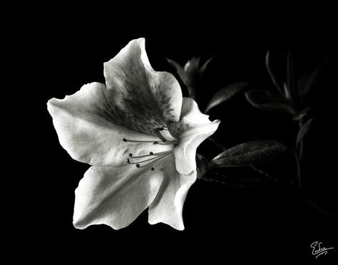 When I Get To Heaven, Black And White Roses, December 2nd, Photography Black And White, Midnight Garden, Mac Wallpaper, Nothing But Flowers, Black And White Flowers, Flower Black