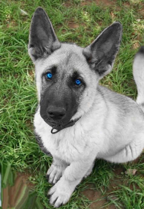 White german shepherd puppies with blue eyes! Blue German Shepherd, Puppies With Blue Eyes, White German Shepherd, Dog German, Bulldog Francese, Love My Dog, Shepherd Puppies, German Shepherd Puppies, German Shepherds