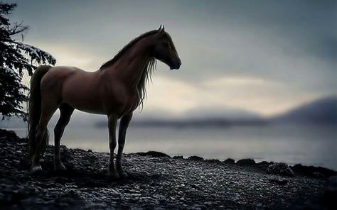 Horse Wallpaper For Computer, Beautiful Wallpapers Backgrounds Laptop, Background 1920x1080, Horse Poses, Horse Background, Pc Background, Free Horses, Horse Dressage, Horse Wallpaper