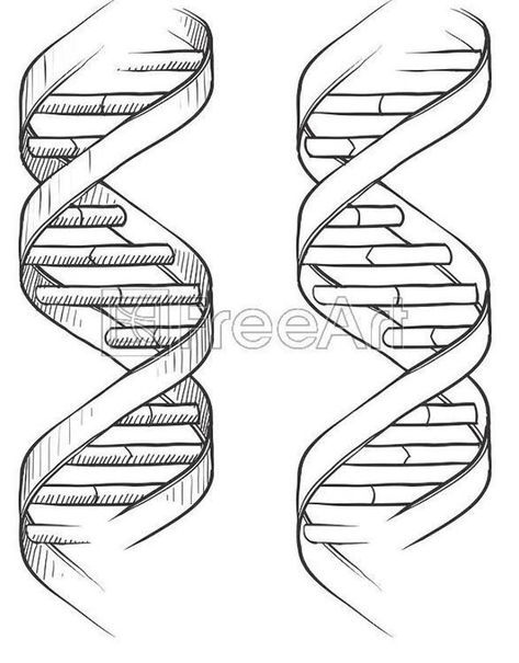 Dna Drawing, Dna Art, Dna Tattoo, Triple Helix, Dna Helix, Easy Drawings For Beginners, Doodle Tattoo, Free Art Print, Multiple Ear Piercings